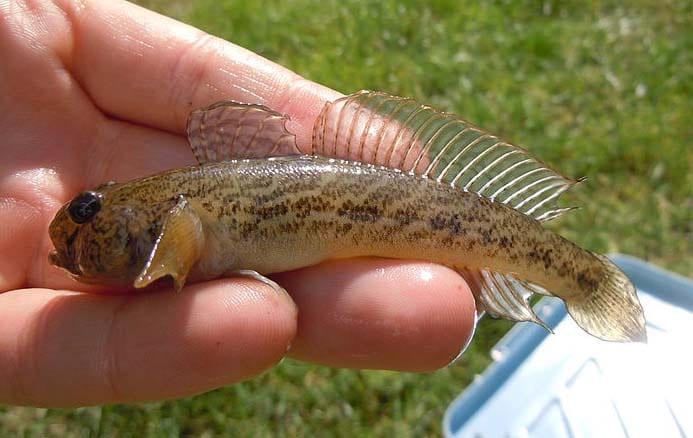 Småfisk som sild, kutling og hundestejle