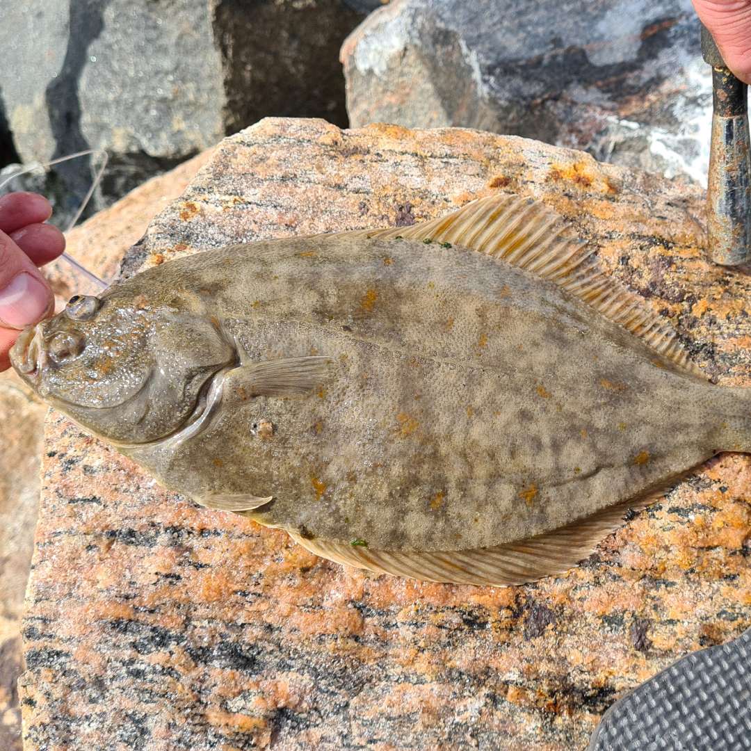 Fladfisk