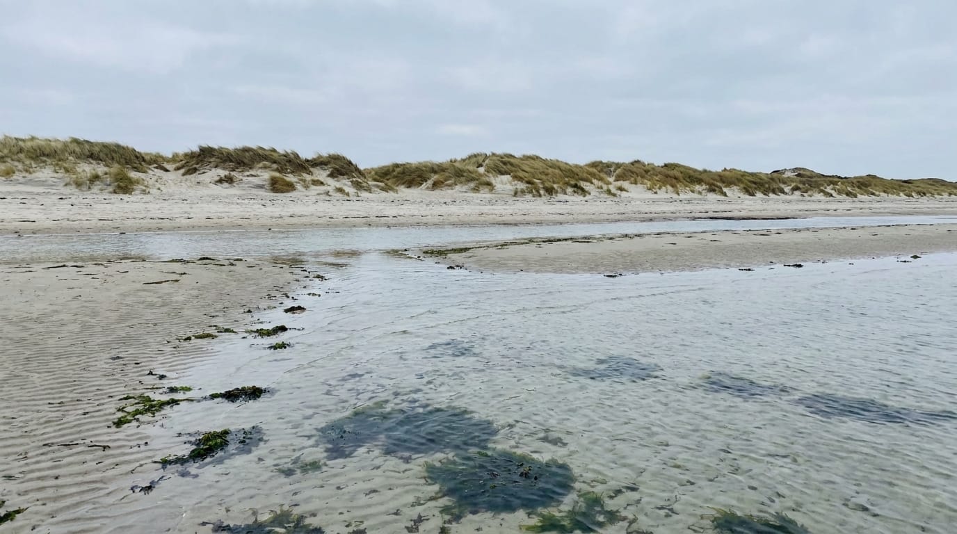 Dansk sandstrand med lavt, klart vand, lyse sandpletter og mørke tangpletter