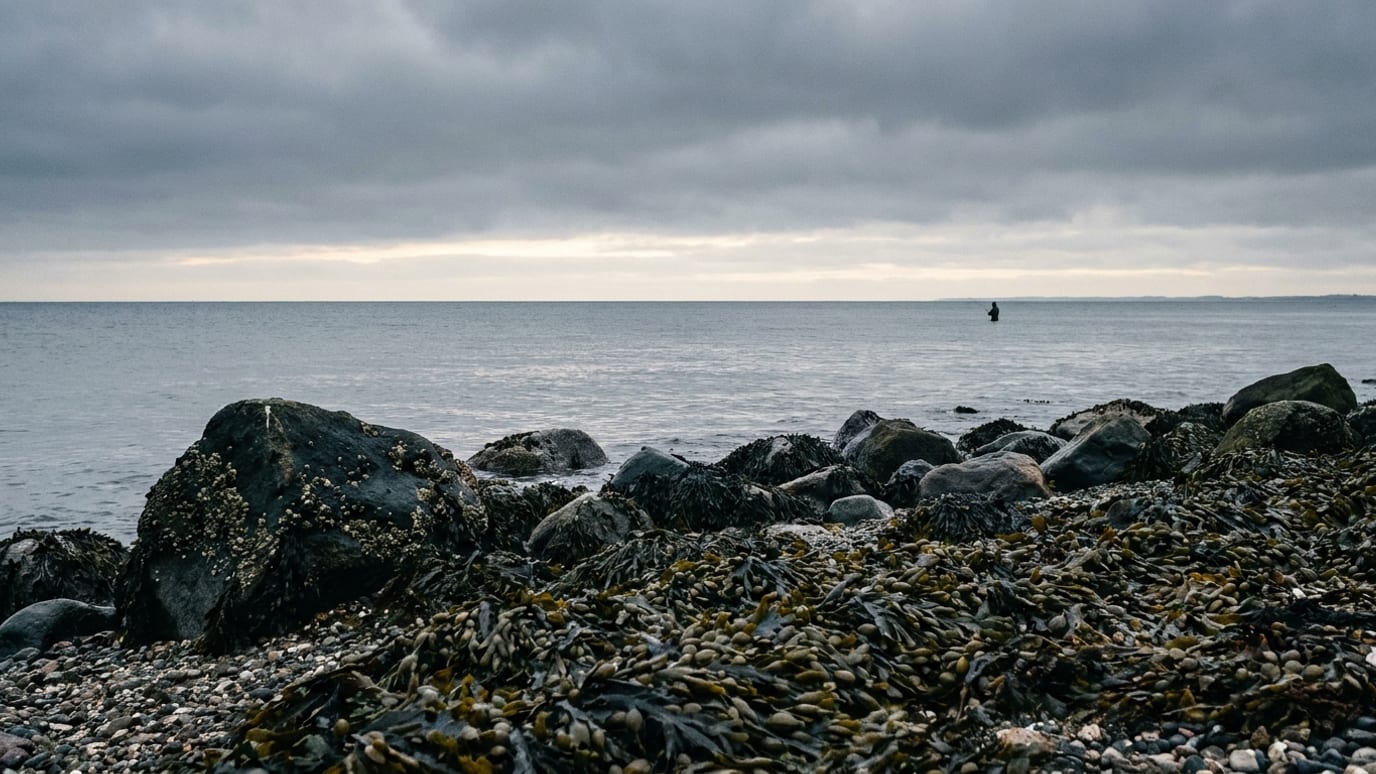 Grå vinterkyst med sten og tang og en lille fisker langt ude i vandkanten