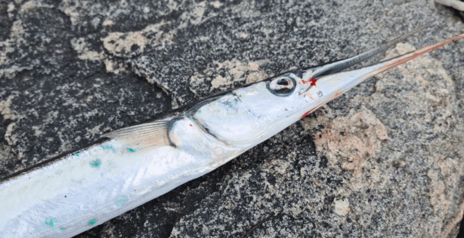 Hornfisk