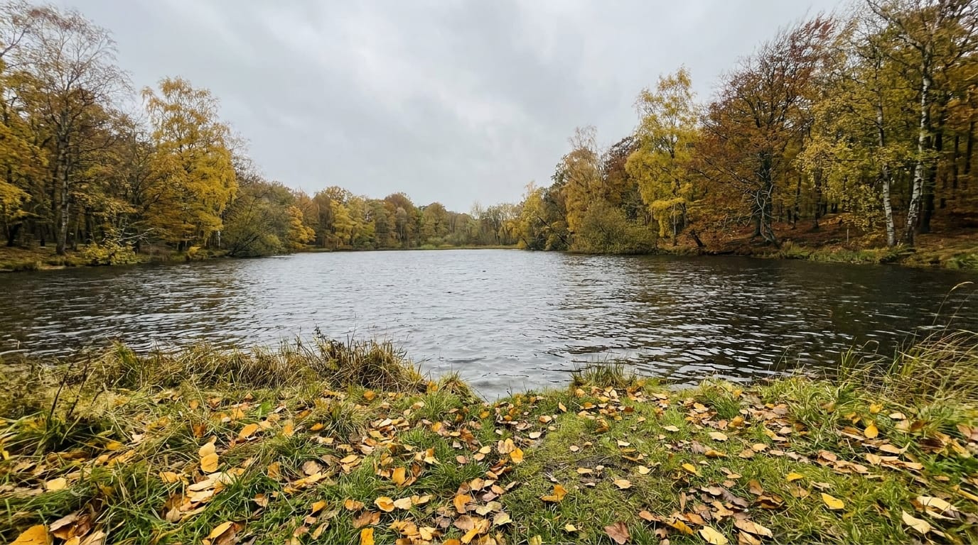 Lille skovsø om efteråret med vindkrusninger på vandet og gule blade på bredden